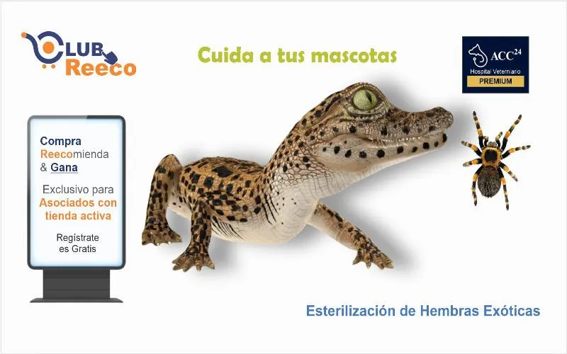Esterilización de Hembras Exóticas